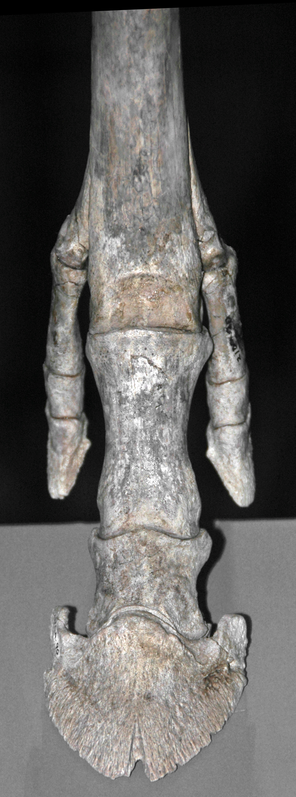Fossilized three-toed horse foot bones from the Miocene, showing the ancestral condition that occasionally reappears as an atavism in modern horses
