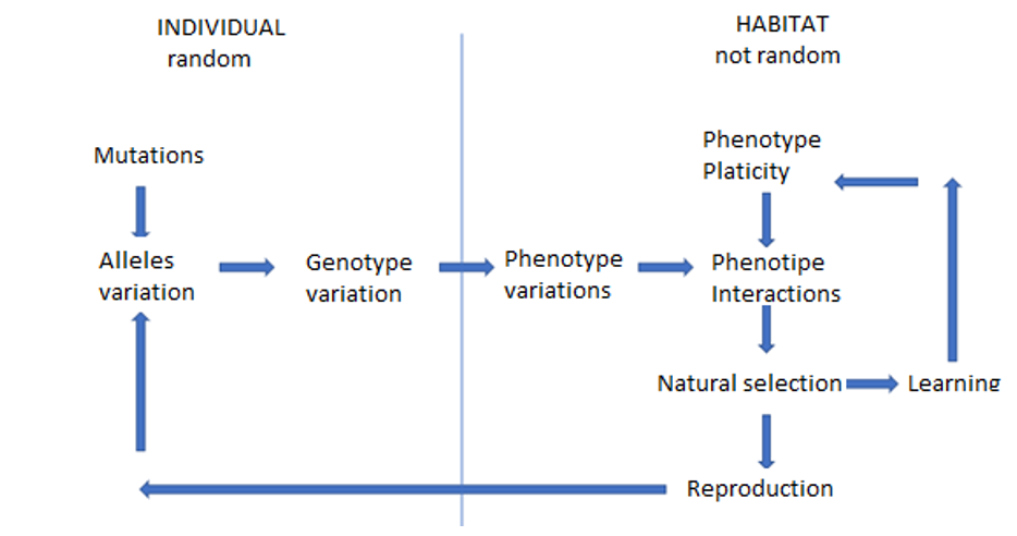 Is the genetic flow on the natural selection with the baldwing effect integrated