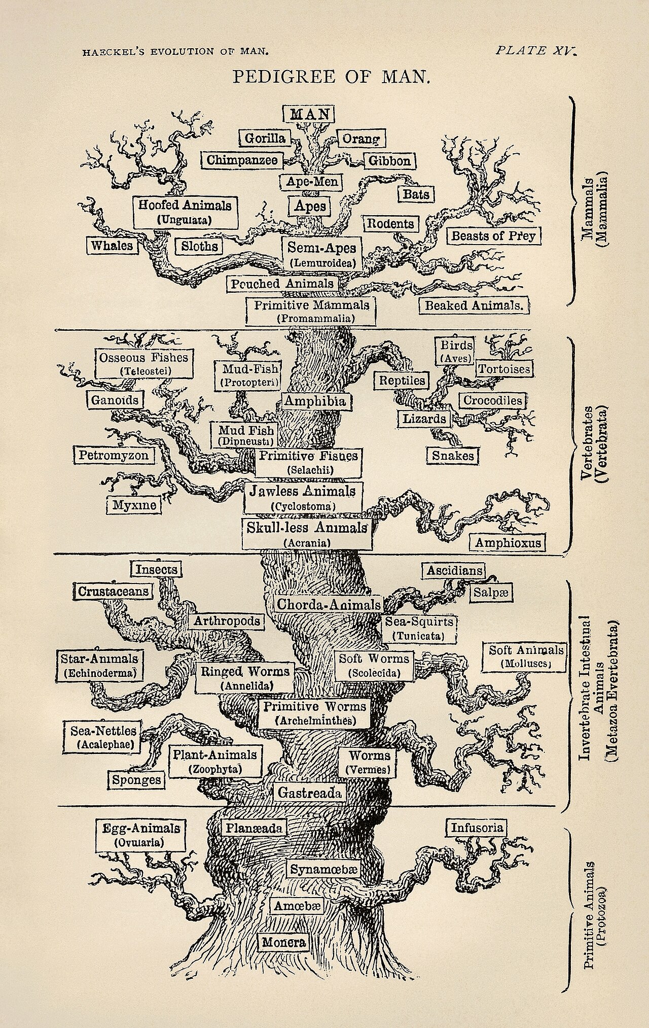Illustration related to baraminology and created kinds