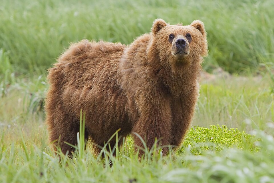 A Kodiak brown bear (Ursus arctos middendorffi) photographed in Kodiak National Wildlife Refuge, Alaska