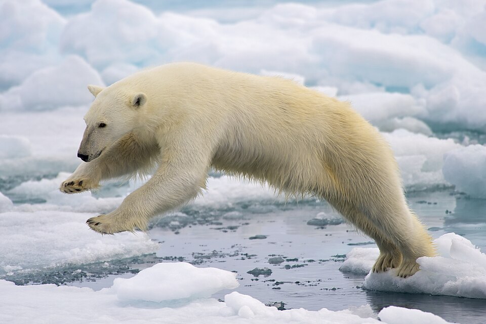 A polar bear (Ursus maritimus) on sea ice in Spitsbergen, Svalbard