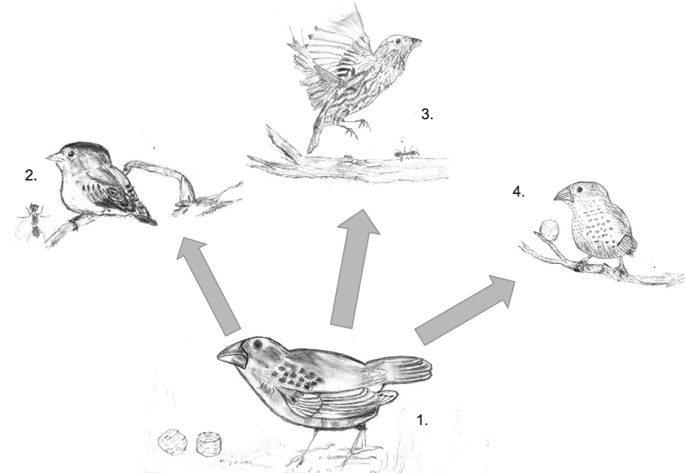 Illustration of Darwin's finch adaptive radiation showing the diversity of beak shapes evolved from a single ancestor on the Galapagos Islands