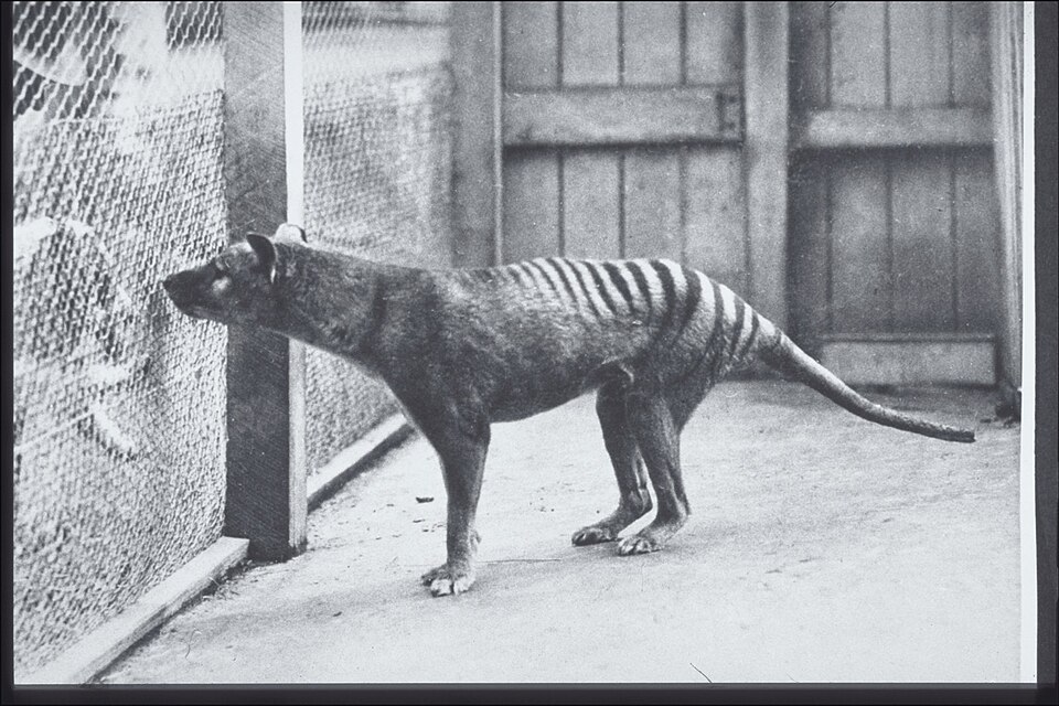 A thylacine (Tasmanian wolf) photographed at Hobart Zoo around 1928, showing its dog-like body with distinctive striped hindquarters