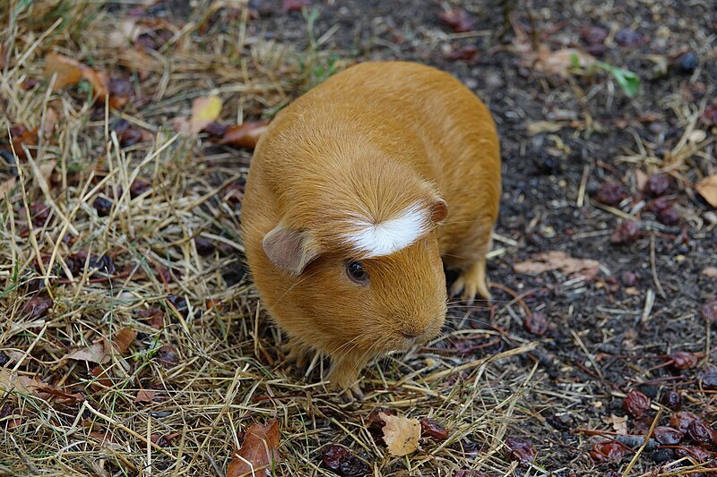 A guinea pig (Cavia porcellus), one of the few non-primate mammals that cannot synthesize vitamin C