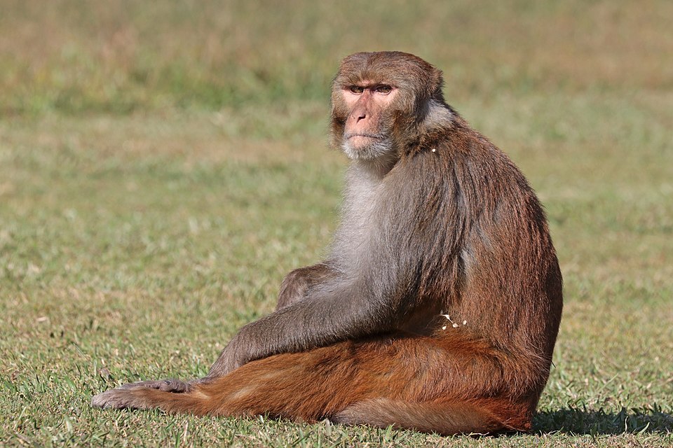 A male rhesus macaque (Macaca mulatta) in Gokarna Forest, Nepal