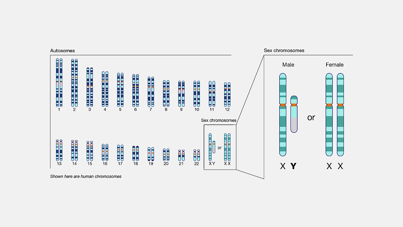 Illustration related to chromosome evolution