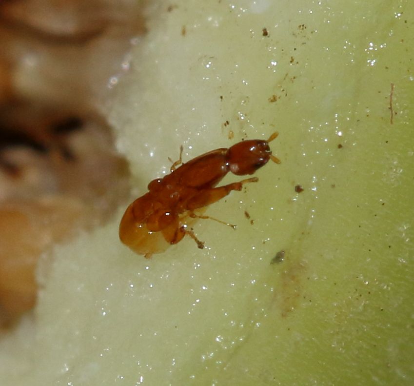 Close-up of a male fig wasp (Agaonidae) that emerged from a fig receptacle