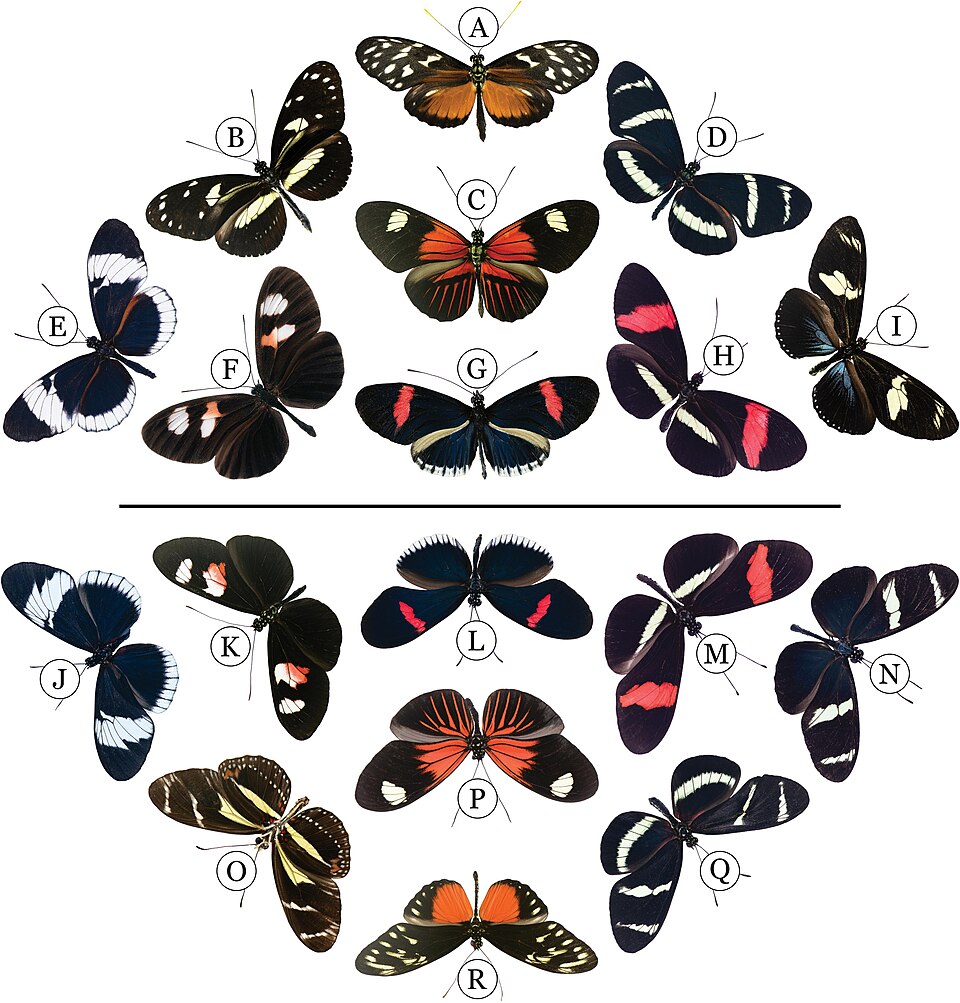 Wing pattern mimicry among Heliconius butterfly species showing parallel evolution of similar warning coloration patterns across two major clades
