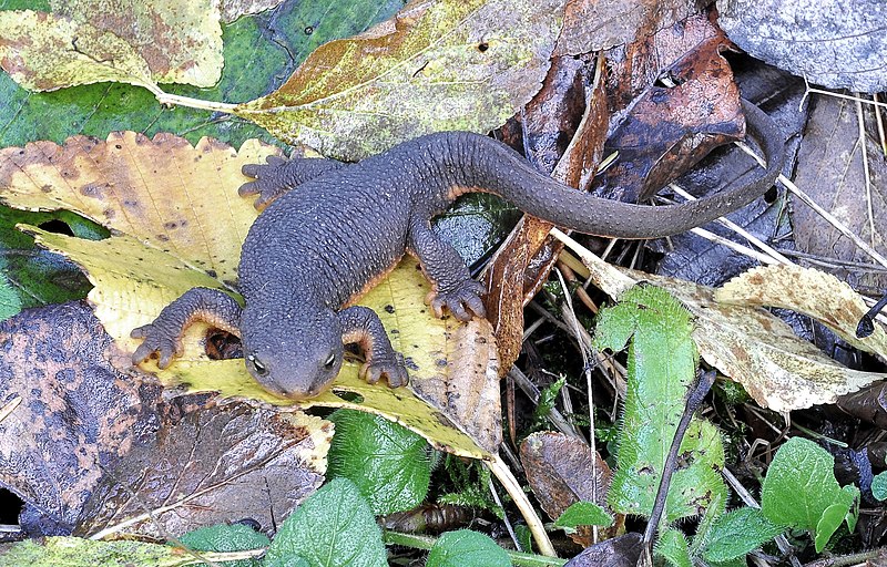 A rough-skinned newt (Taricha granulosa) on a mossy surface