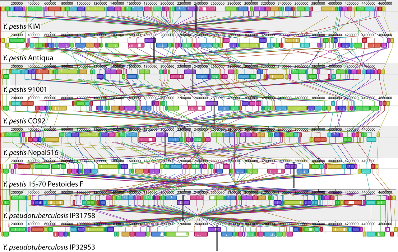 Illustration related to comparative genomics