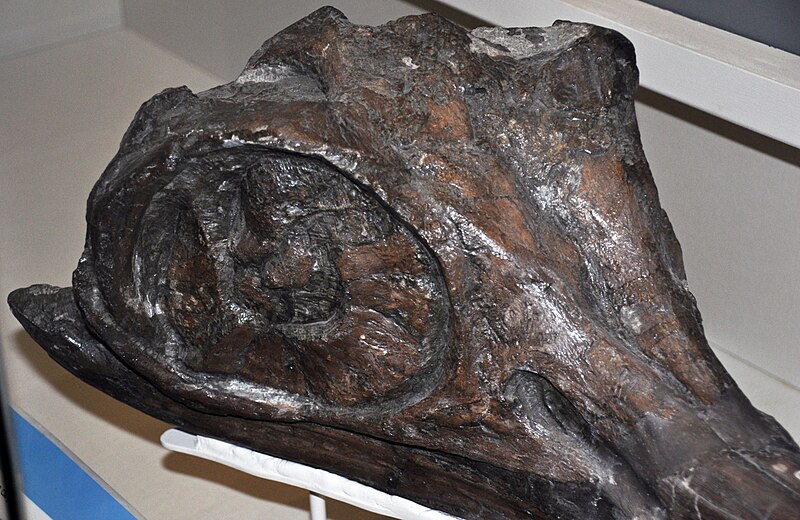 Fossil of Ichthyosaurus communis, a Jurassic marine reptile with a dolphin-like fusiform body