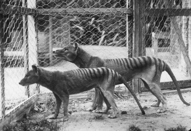 Two thylacines (Tasmanian tigers) photographed at Beaumaris Zoo, Hobart, in 1911