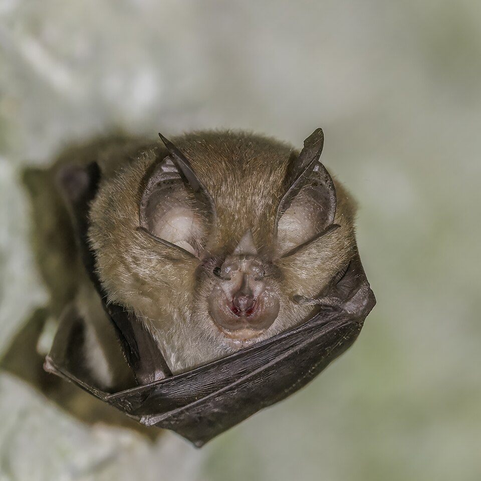 A greater horseshoe bat (Rhinolophus ferrumequinum) in flight, showing its elaborate noseleaf used for echolocation