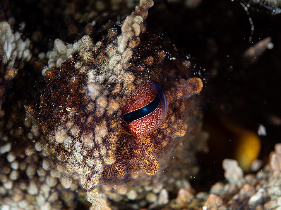 Close-up photograph of the camera-type eye of an octopus (Octopus vulgaris), showing the horizontal slit pupil and iris
