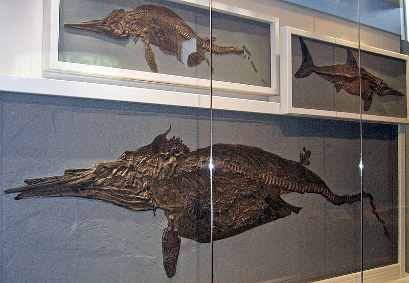 Fossil slab of Stenopterygius quadriscissus, a Jurassic ichthyosaur, showing its dolphin-like body outline preserved in limestone