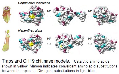 Molecular convergent evolution in carnivorous plants