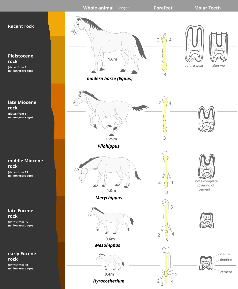 Diagram of horse evolution showing increasing body size from Eocene Hyracotherium to modern Equus