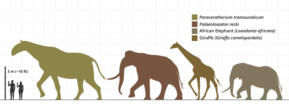 Size comparison diagram of Paraceratherium against modern large mammals