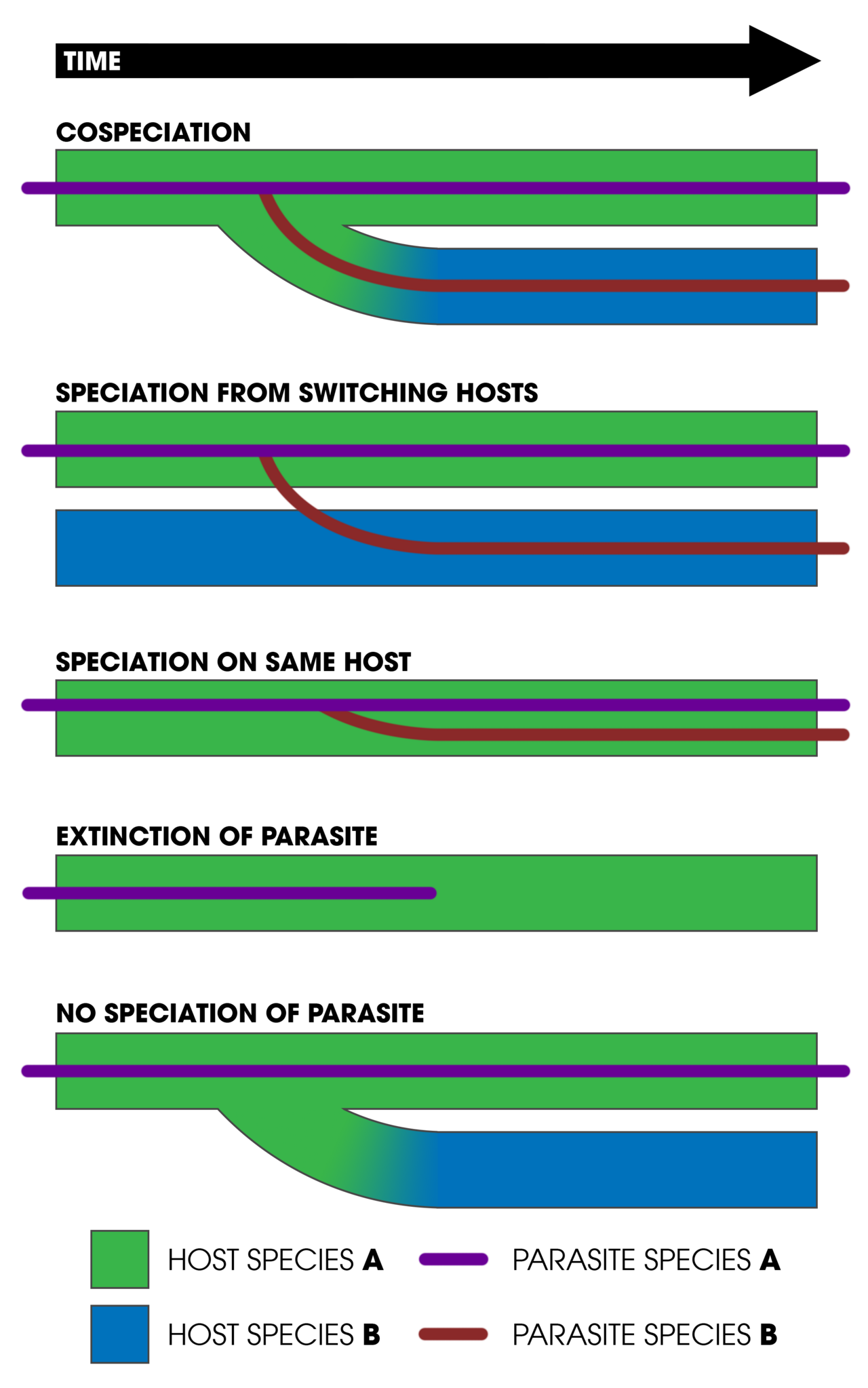 Illustration related to cospeciation