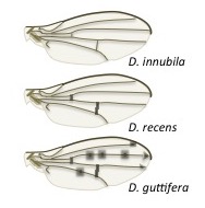 Wing variation in Drosophila quinaria species showing diverse venation patterns