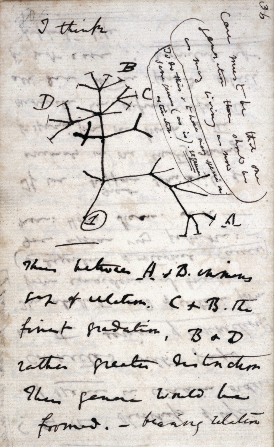 Darwin's 1837 notebook sketch of a branching tree of life, annotated with the words 'I think' at the top