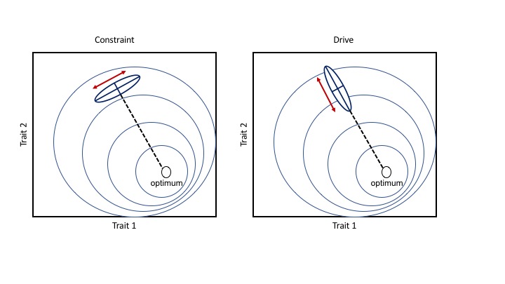 Illustration related to developmental constraints