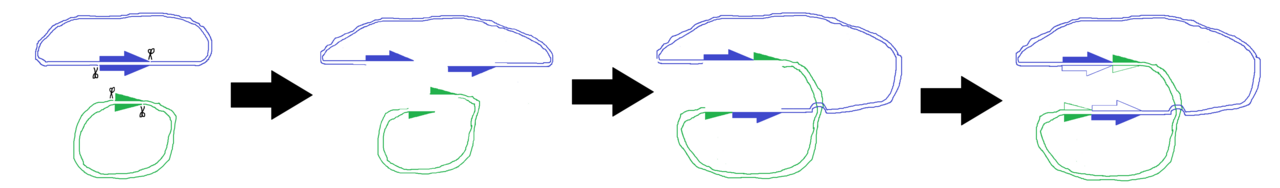 Simple diagram showing how integration of a plasmid containing Tn3 transposon with a target plasmid leads to replication of some DNA.