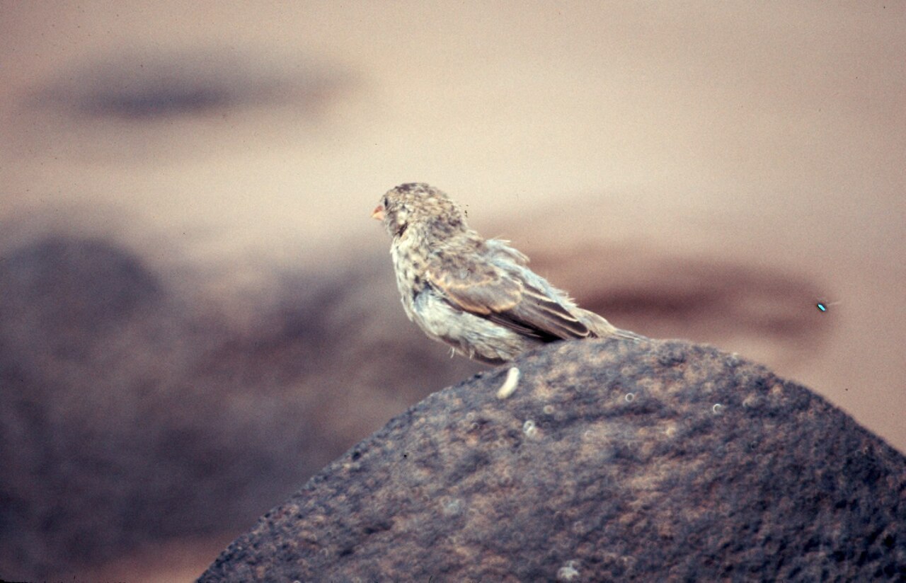 Darwin's finches showing variation in beak size and shape