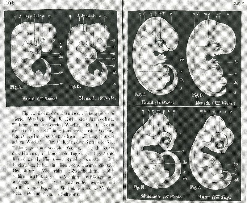 Comparison of vertebrate embryos at weeks 4-6 of development, showing striking similarities across fish, reptile, bird, and human embryos