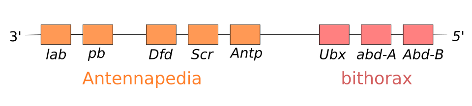 Diagram of homeotic selector gene complexes in Drosophila: the Antennapedia and Bithorax clusters shown mapped to body segments