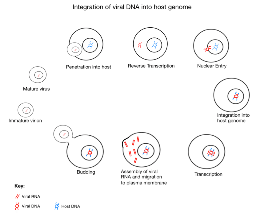 Diagram showing how a retrovirus integrates its RNA genome into host chromosomal DNA via reverse transcription