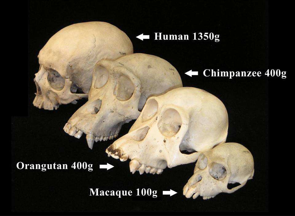 Skull series comparing gorilla, chimpanzee, and human skulls showing progressive morphological differences reflecting primate evolutionary relationships