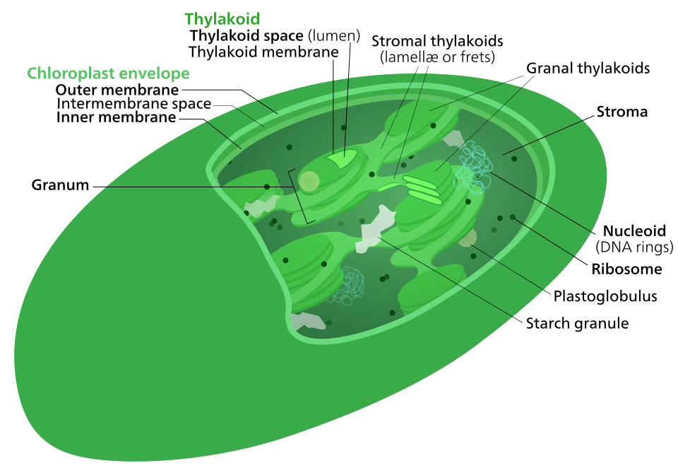 Diagram of chloroplast internal structure showing thylakoid membranes, stroma, inner and outer envelope membranes, and ribosome compartments
