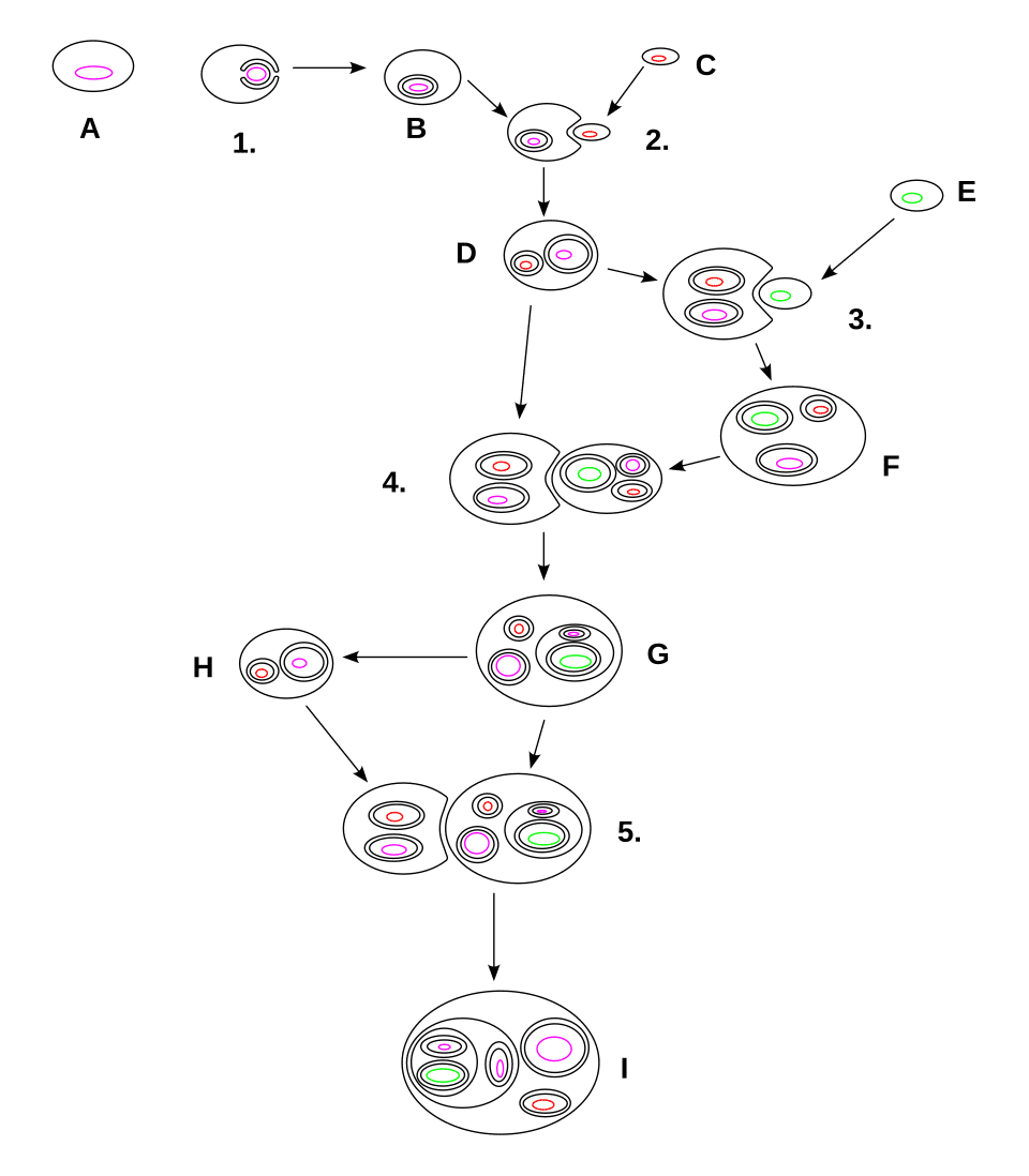 Diagram showing the evolutionary origin of mitochondria and chloroplasts through endosymbiosis