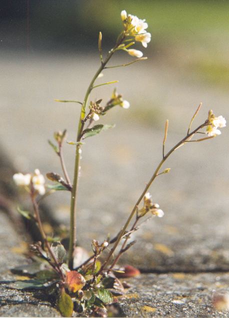 Arabidopsis thaliana plant in flower, the primary model organism for plant epigenetics research