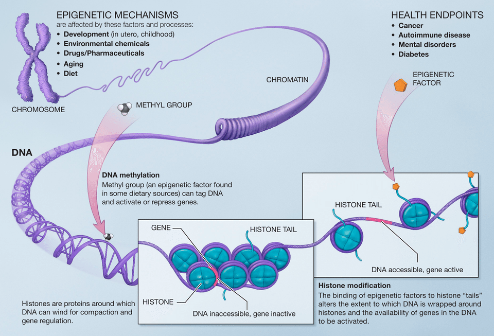 Diagram showing epigenetic mechanisms including DNA methylation and histone modification that regulate gene expression without altering the DNA sequence