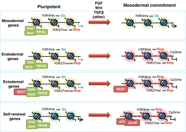 Diagram showing chromatin marks (H3K4me3 and H3K27me3) in critical developmental genes during cell specification, showing bivalent domains in undifferentiated cells that resolve to either active or silenced states