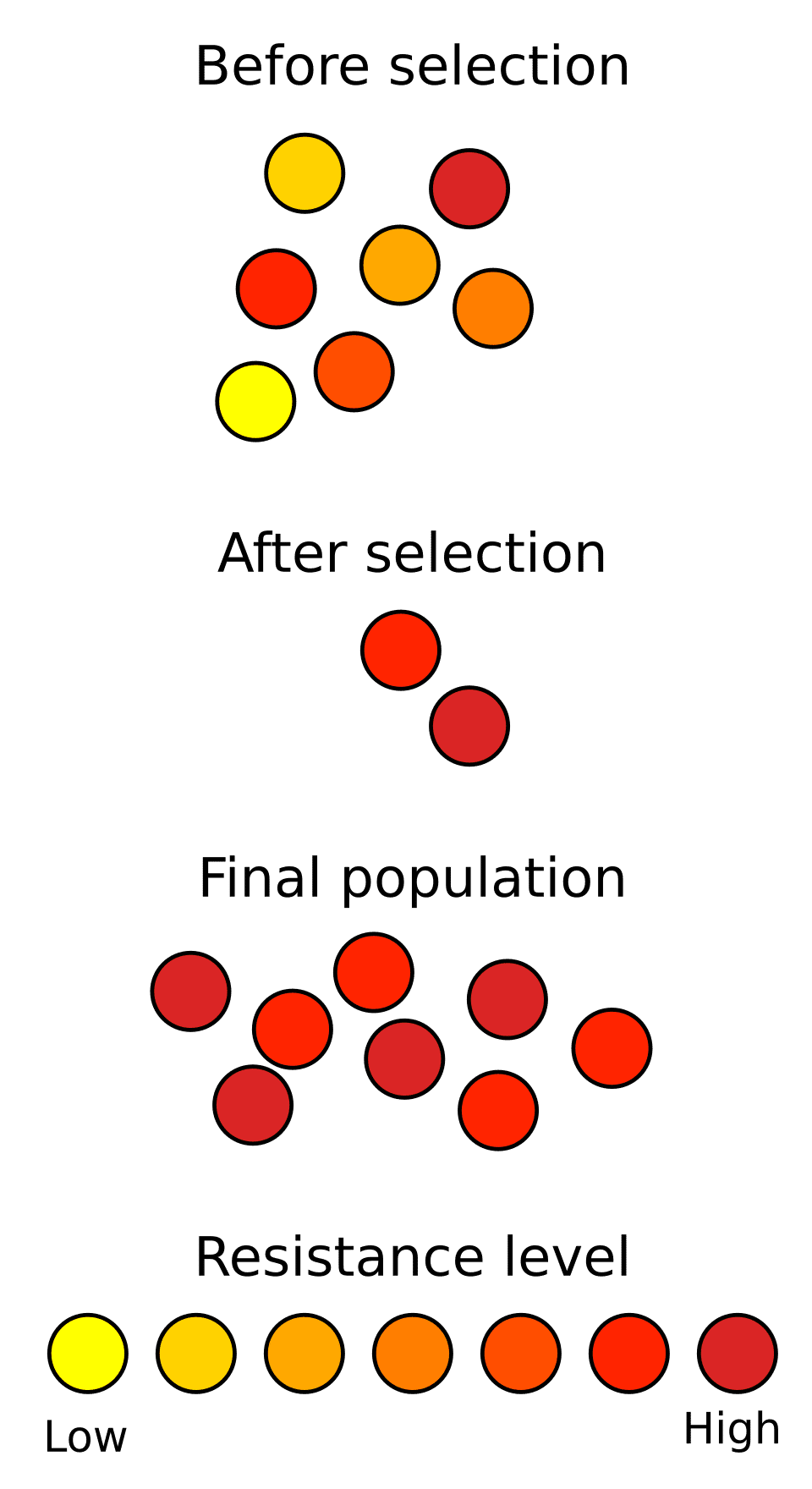 Diagram showing how natural selection drives the evolution of antibiotic resistance in a bacterial population exposed to antibiotics