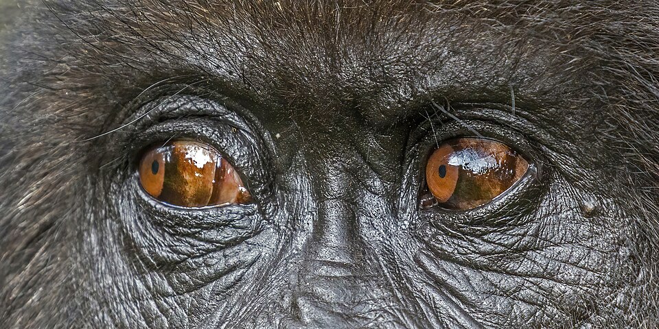 Closeup portrait of a mountain gorilla (Gorilla beringei beringei) face, Titus Group, Rwanda