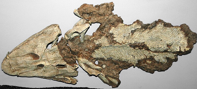 Cast of Tiktaalik roseae, the transitional fossil between fish and land-dwelling tetrapods, from the Upper Devonian of Arctic Canada