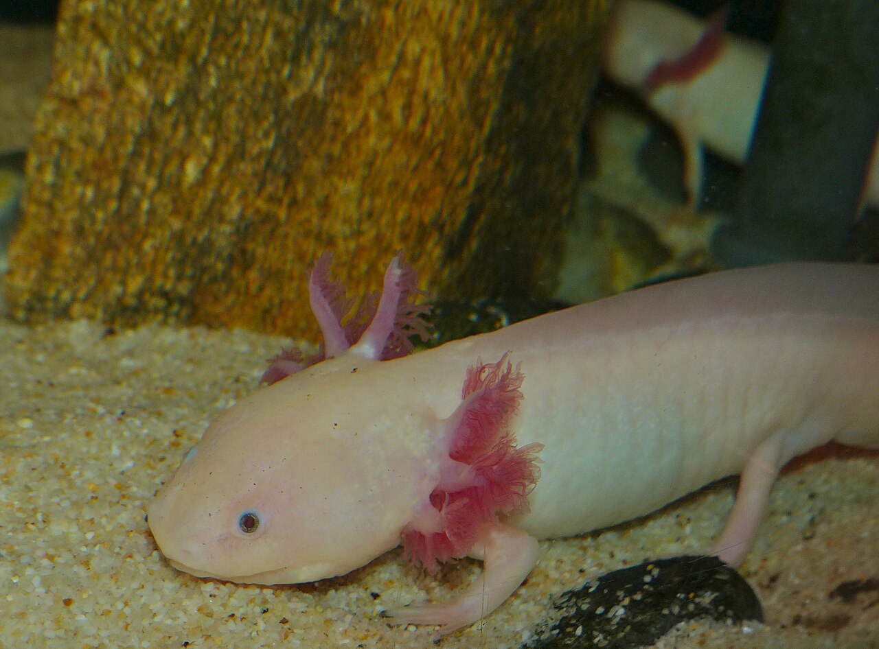 An albino axolotl displaying characteristic external gills retained into adulthood, the classic example of neoteny