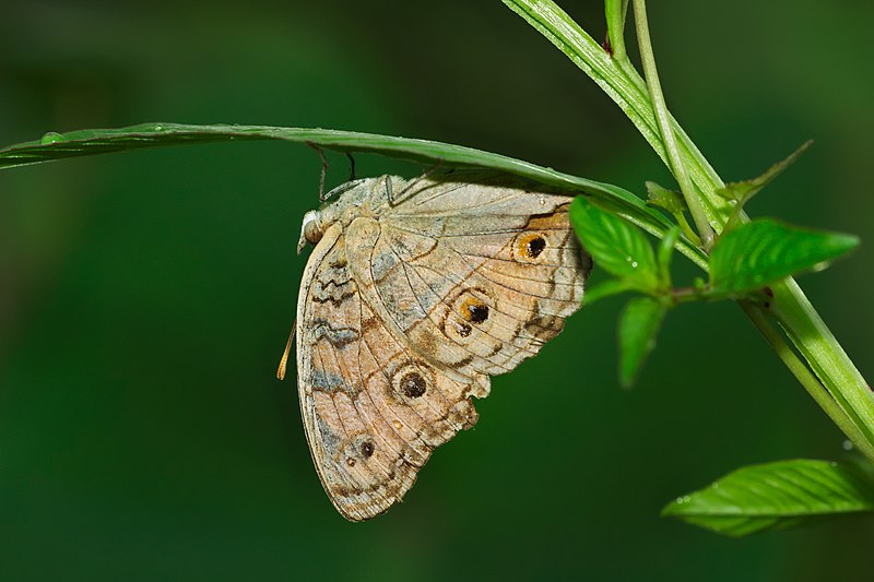 Junonia almana (Peacock Pansy) butterfly with striking eyespot patterns on its wings