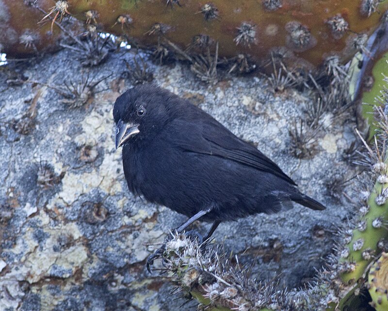 A Common Cactus-finch (Geospiza scandens) photographed on South Plaza Island in the Galapagos