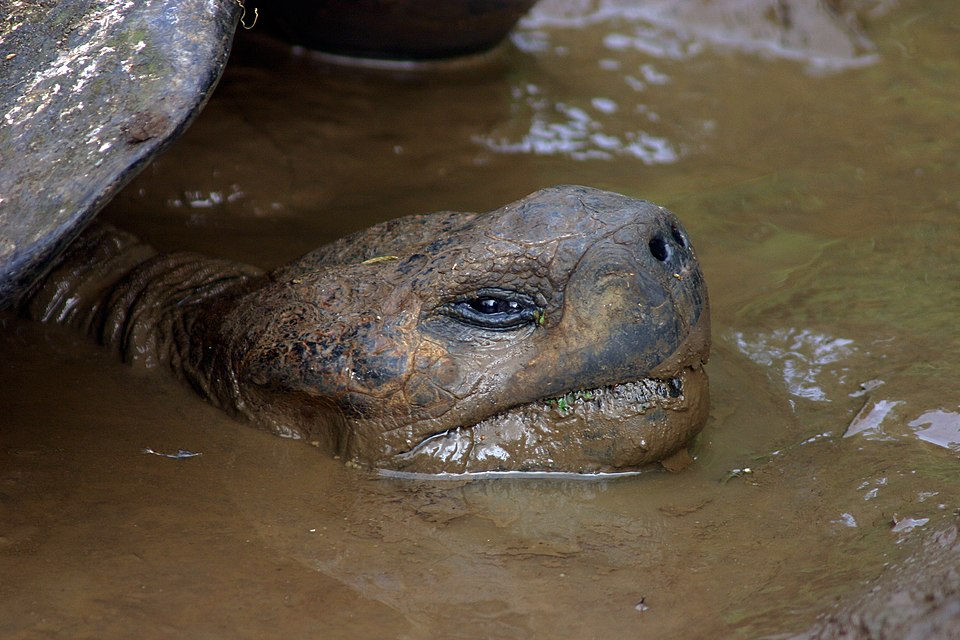 A Galapagos giant tortoise (Chelonoidis nigra) wading through water on Santa Cruz Island, Galapagos Islands, Ecuador