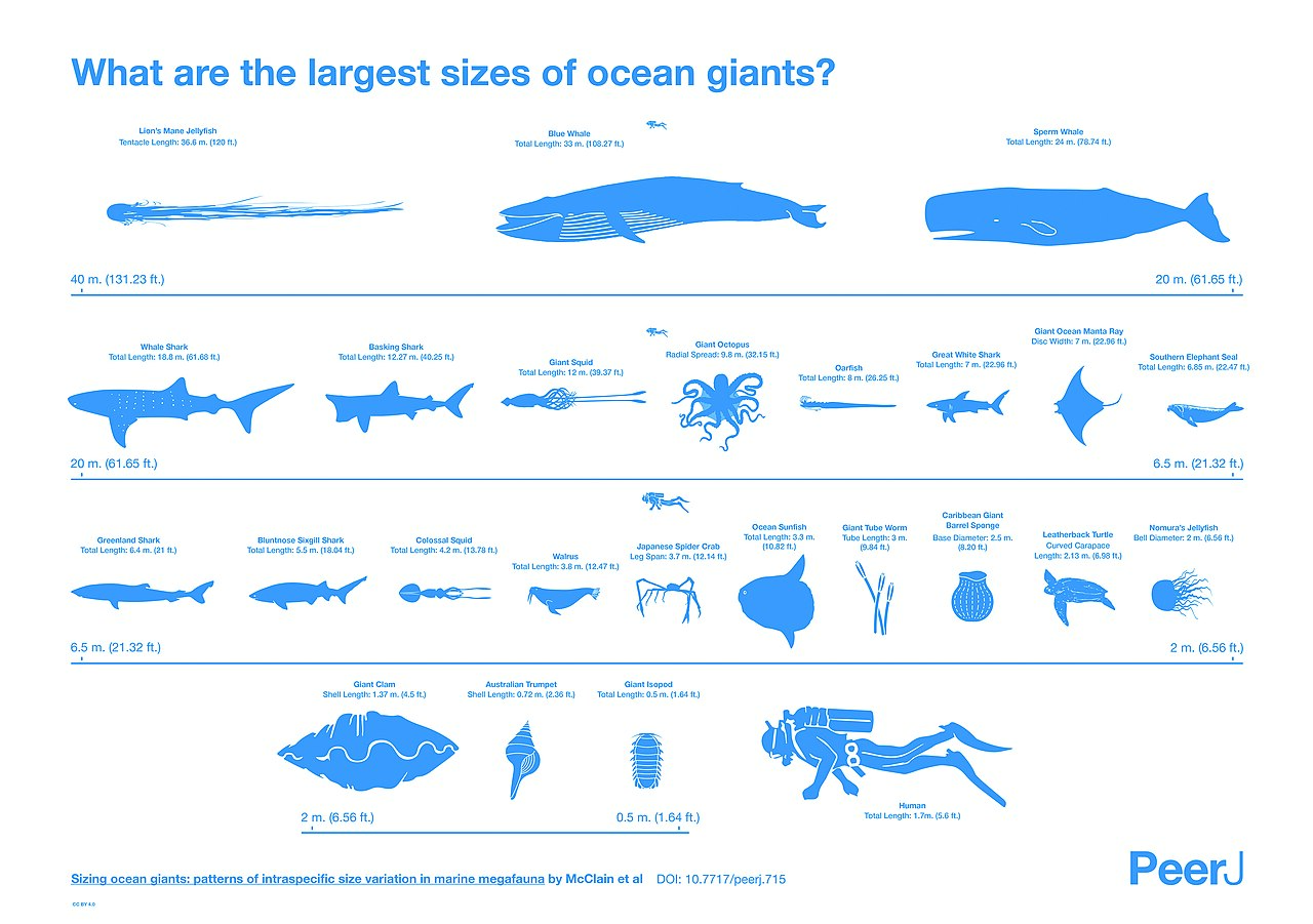 Infographic from 'Sizing ocean giants: patterns of intraspecific size variation in marine megafauna'.