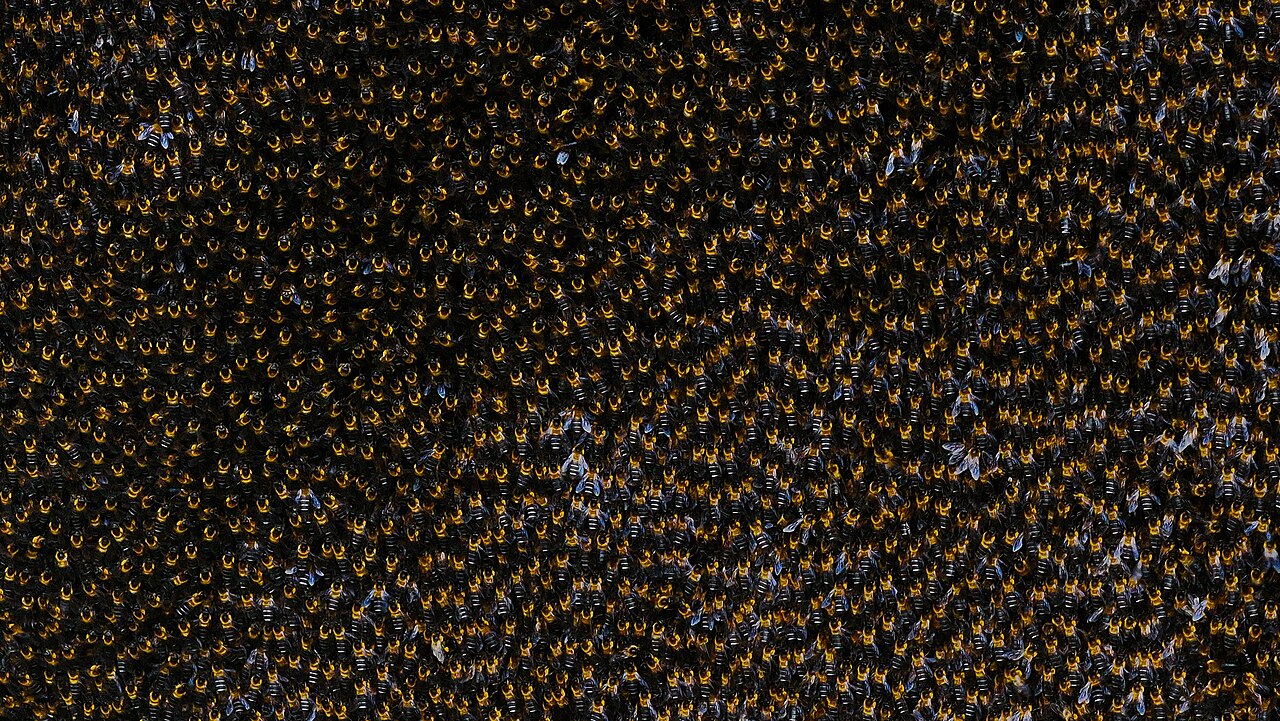 Honeybee colony showing workers tending to brood cells