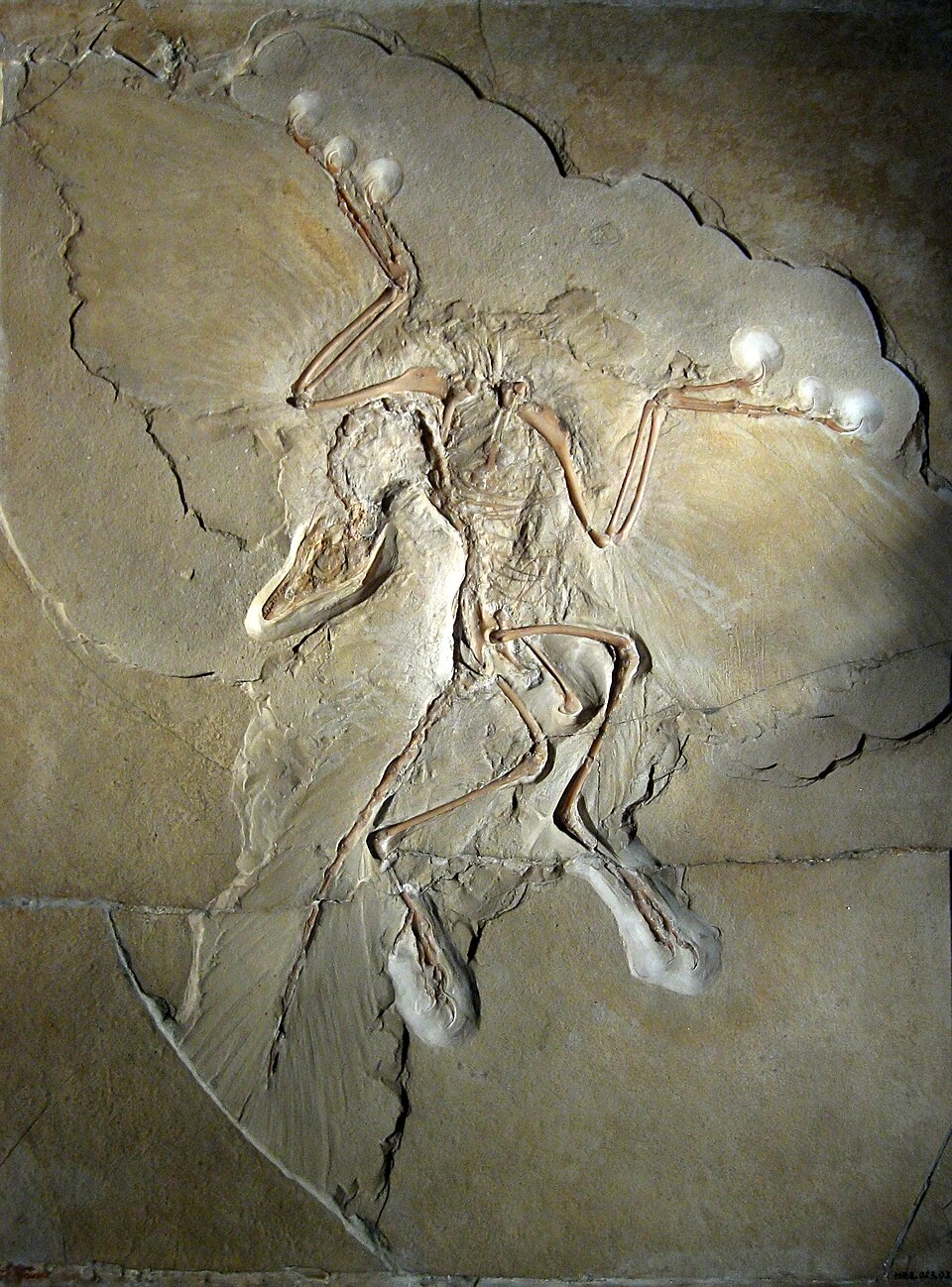 The Berlin specimen of Archaeopteryx lithographica, showing preserved feather impressions alongside reptilian skeletal features