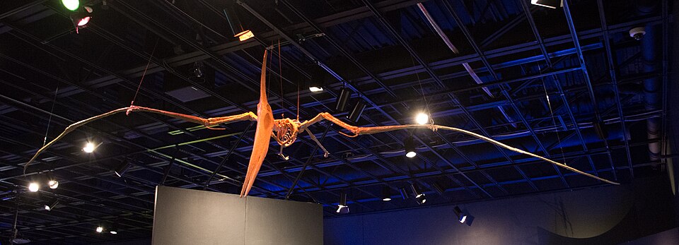 Cast of a Pteranodon longiceps skeleton showing the elongated fourth finger supporting the wing membrane