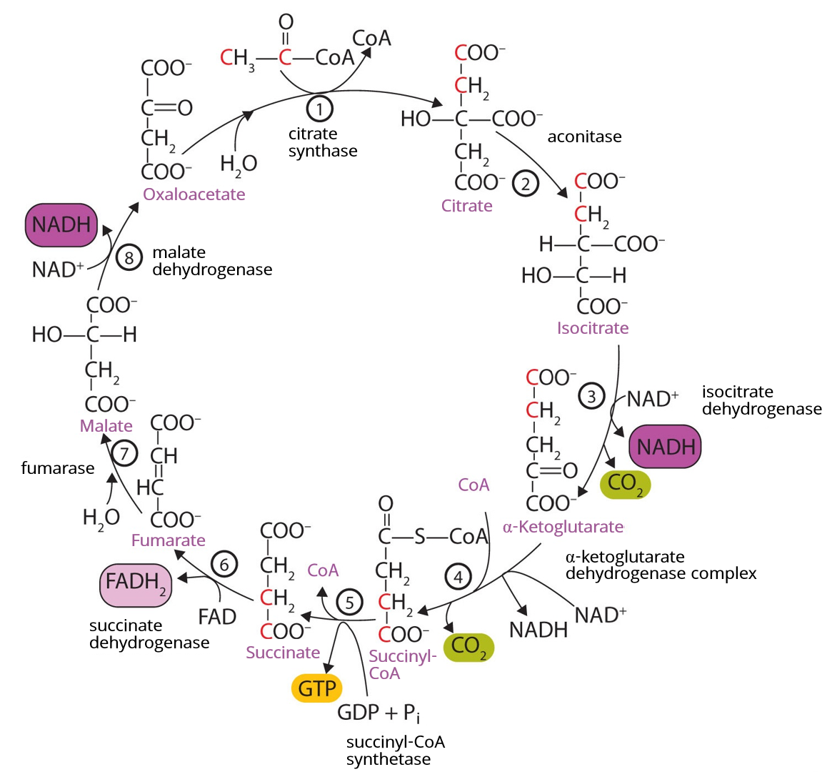 Illustration related to evolution of metabolism