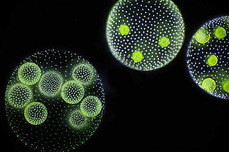 Volvox colonies under the microscope, showing spherical multicellular green algae with daughter colonies visible inside